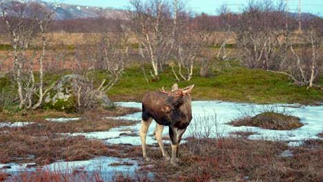 moose standing in snowy marshland surrounded by leafless stress and a mountain in the background
