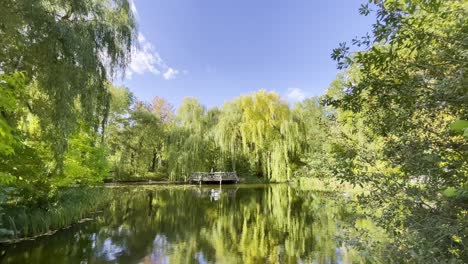 在柏林的浪漫夏季公园里, 池<unk>旁边有柳树