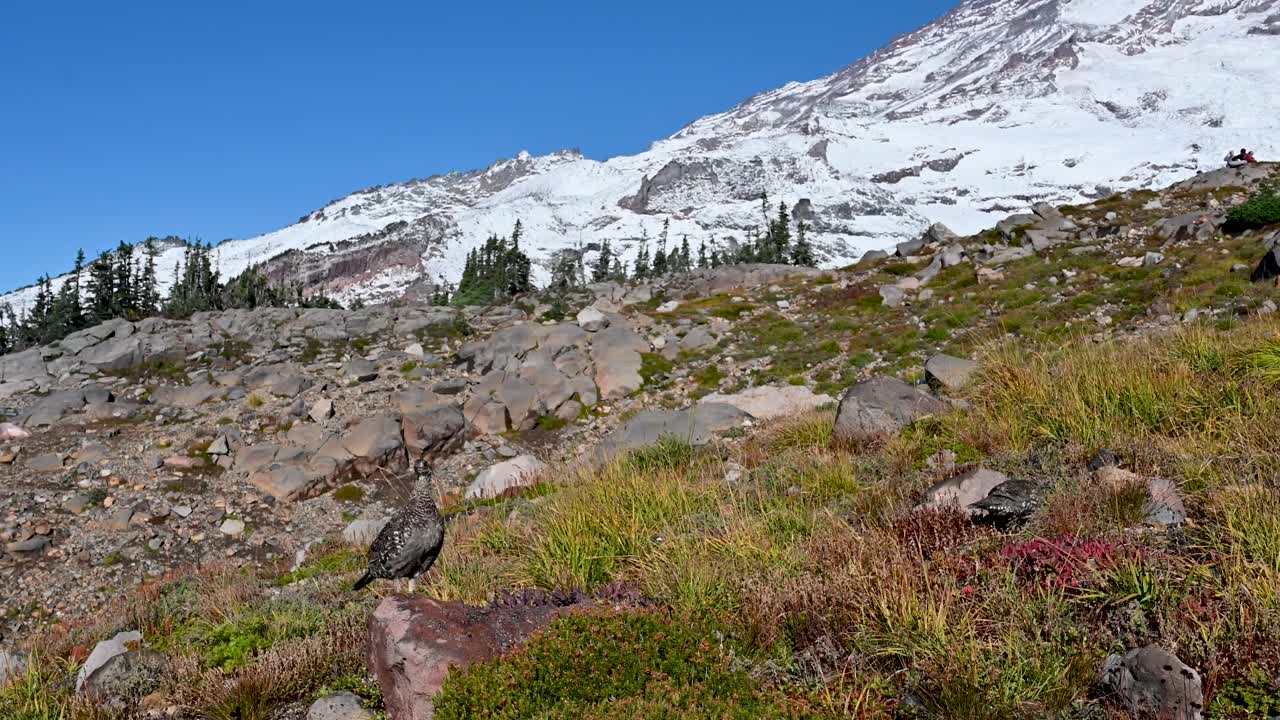 Snow-covered alpine slope with rocky foreground and clear blue sky in the mountains