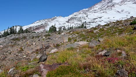 snow-covered alpine slope with rocky foreground and clear blue sky in the mountains