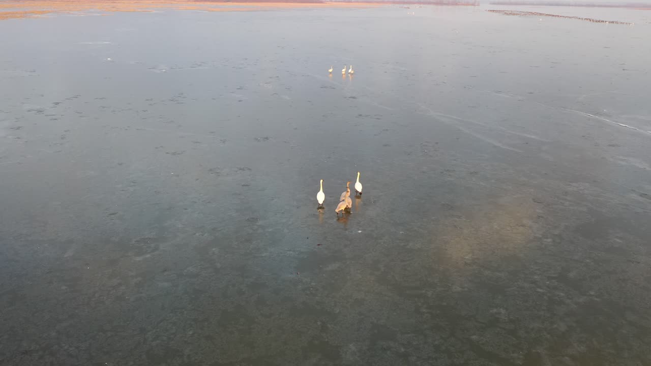 cisnes en el lago congelado