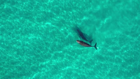 Two-Humpback-Whales,-a-mother-and-her-calf-play-in-the-shallow-crystal-clear-waters-off-Byron-Bay-in-Australia-2