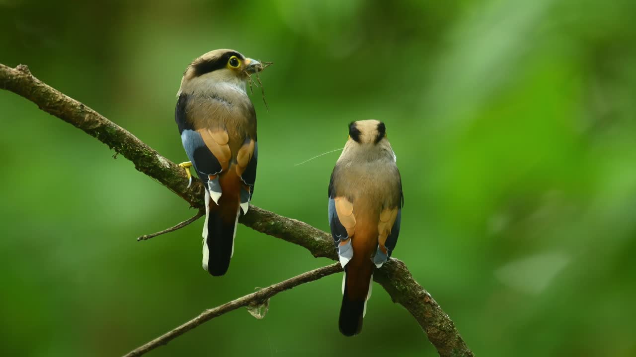 pico ancho de pecho plateado, serilophus lunatus