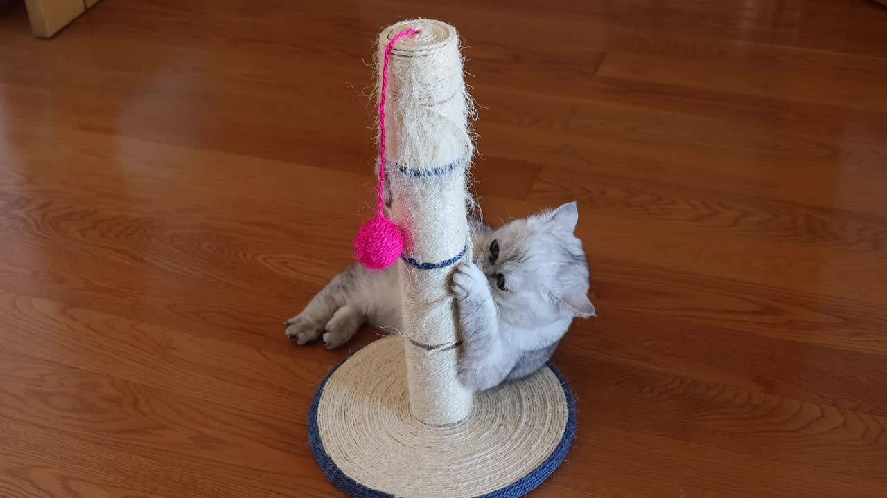 친칠라 페르시아 국내 고양이 고양이가 집에서 장난감을 가지고 놀고 있습니다.