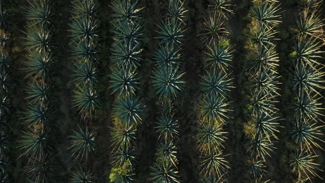 cerca de arriba hacia abajo toma de drone de un campo de agave en méxico