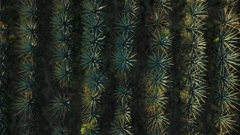 Primer-Plano-De-Arriba-Hacia-Abajo-De-Un-Campo-De-Agave-En-México