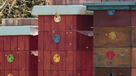 Flying-bees-around-colorful-wooden-hives