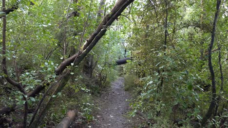 Walking-on-track-in-native-bush-towards-fallen-beech-tree---Kowai-Bush,-Springfield