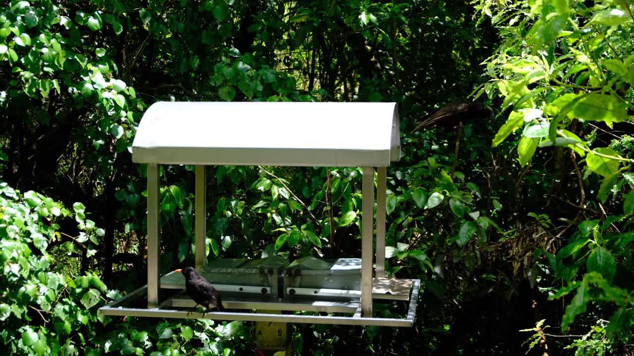 North Island Kākā forest dwelling parrot bird eating a nut taken from feeding station platform in Zealandia Te Māra a Tāne, Wellington New Zealand Aotearoa