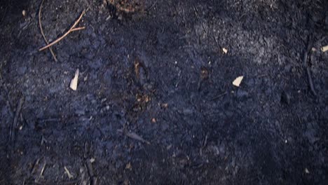 Black-forest-soil-floor-after-a-fire-burnt-down-an-eucalyptus-forest,-Spian