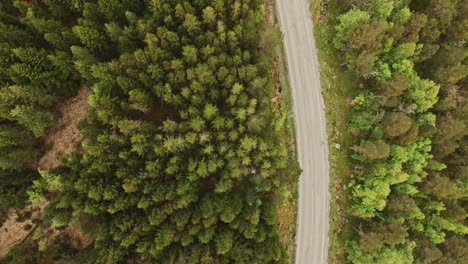 camino solitario que conduce a través del bosque de noruega, vista aérea de arriba hacia abajo