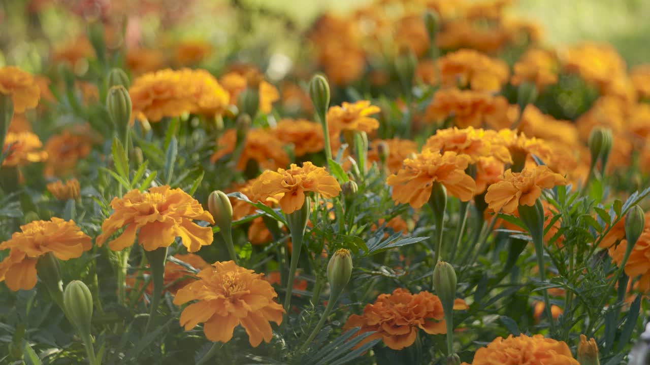 caléndulas en el jardín panorámica horizontal lenta