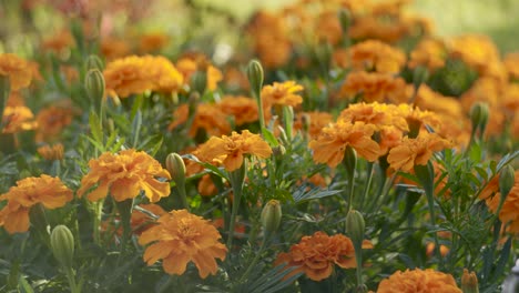 marigolds in garden slow horizontal panning