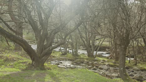 soft-pan-in-the-forest-with-a-river-and-trees