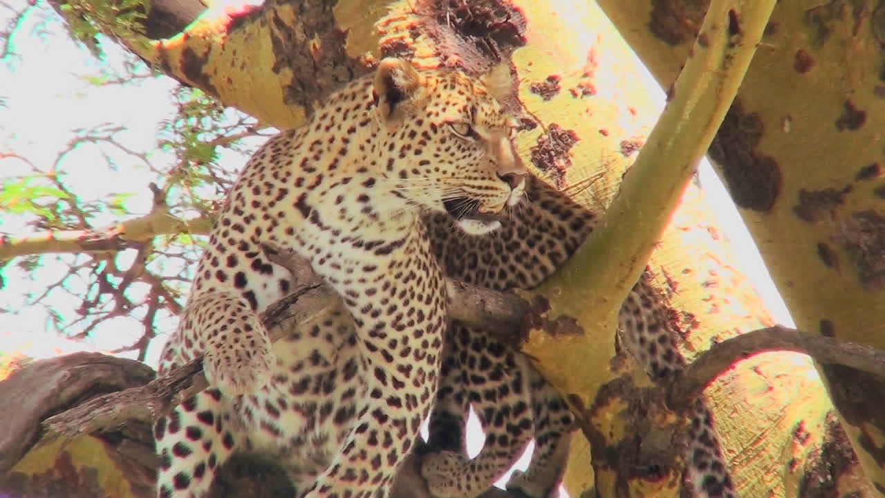 엄마 표범은 아프리카의 나무에서 아기를 보호합니다.