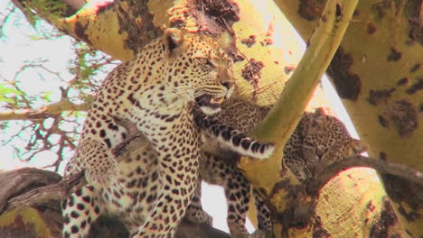 una madre leopardo defiende a su bebé en un árbol en áfrica