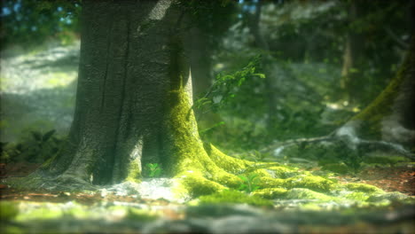 dark-forest-with-moss-and-sun-rays-shining-trough