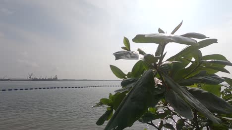 Planta-A-Orillas-Del-Mar-Con-Una-Suave-Brisa-Bajo-El-Cielo-Brillante