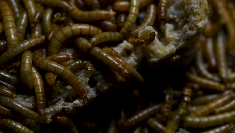 the mealworm is a species of darkling beetle used to feed pets like fish, snakes, birds, and frogs