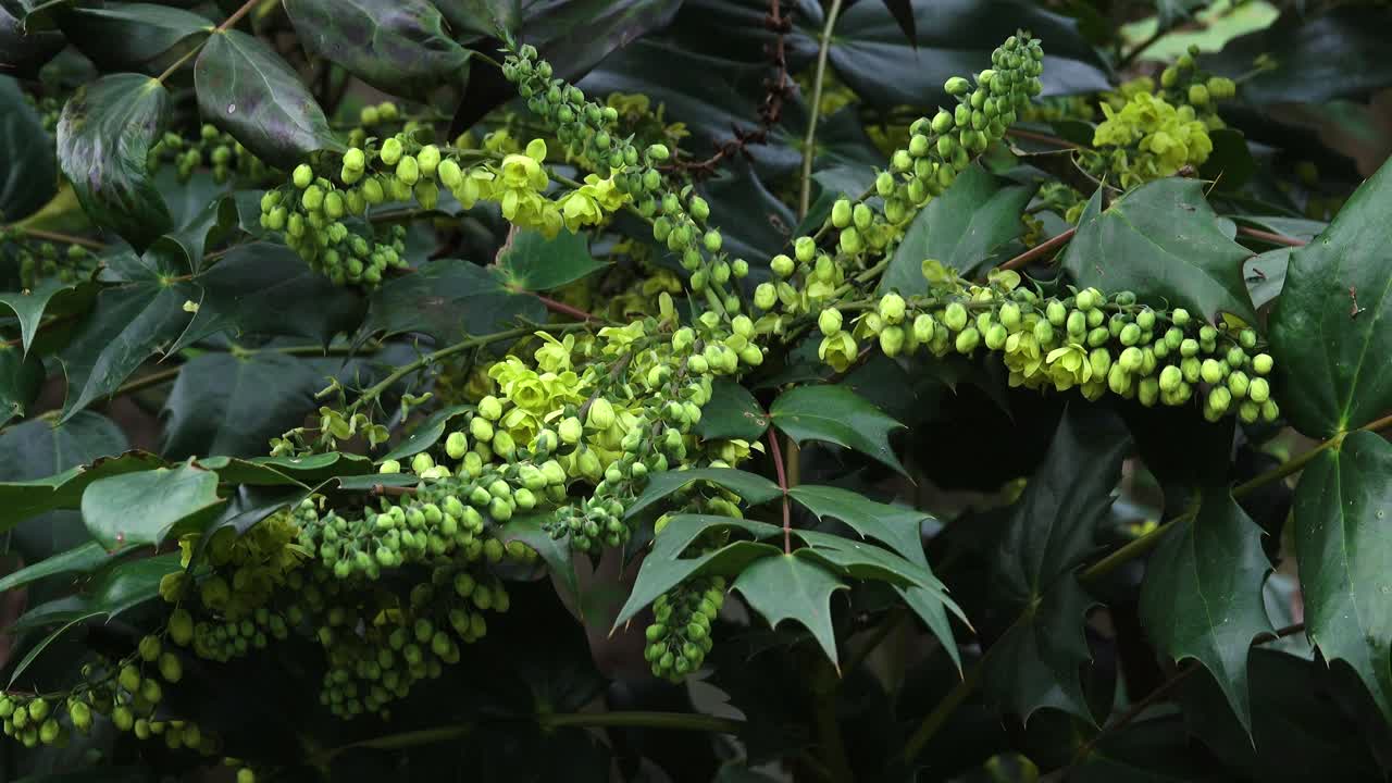 겨울 에 향기로운 꽃 을 피우는 마호니아 관목