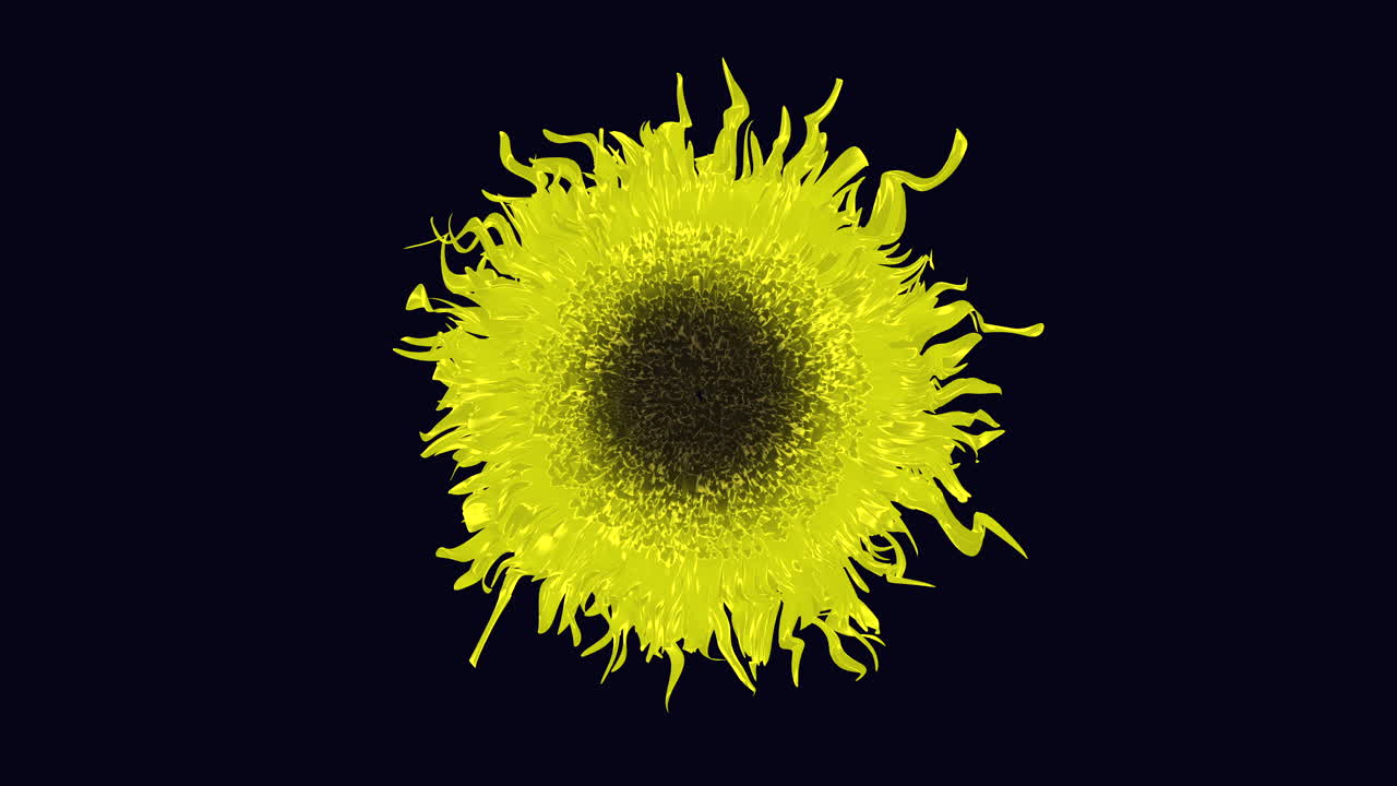 Girasole giallo vibrante in fiore su sfondo nero