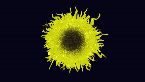 vibrant yellow sunflower blooming against black background