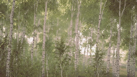 birch trees on the green grass