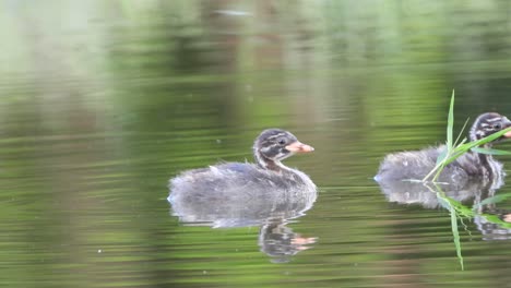 Bird-cheeks-in-pond-MP4-4k-UHD-Video