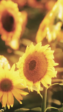 sunflowers in a field