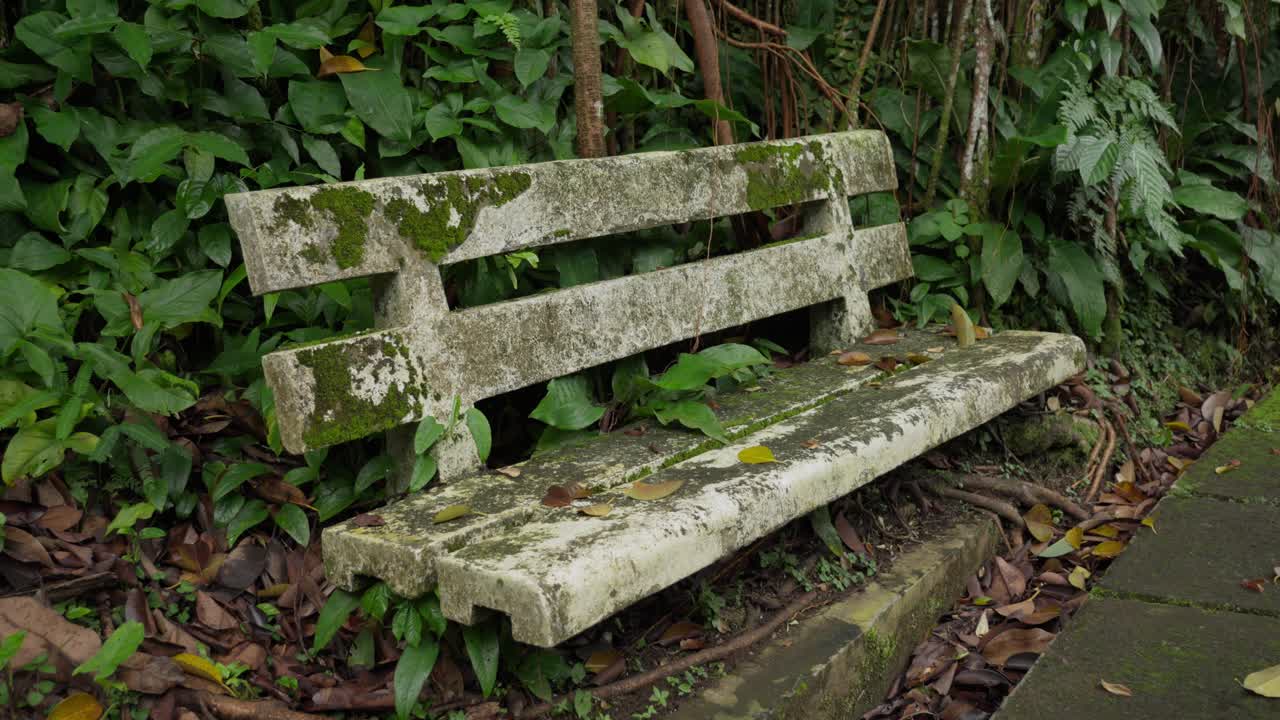 Quiet forest scene with mossy bench