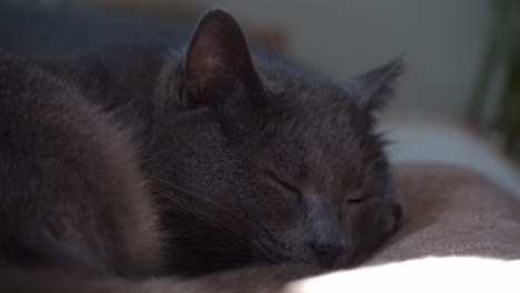 grey cat trying to sleep on the sofa