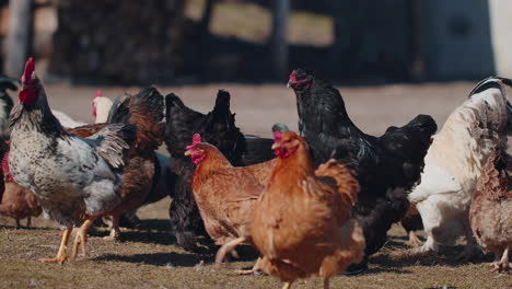 Pollos-Domésticos-De-Pastoreo-En-Libertad,-Gallos-Caminando-Sobre-La-Hierba-Alimentándose-En-Una-Cooperativa-Rural-De-Granja-Ecológica