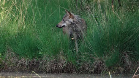 grey wolf in grassy area