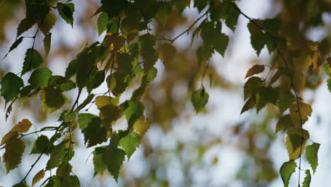 Buntes-Birkenlaub,-Das-Im-Wind-Schwingt.-Wunderschönes-Laub,-Das-Im-Herbst-Schwankt.