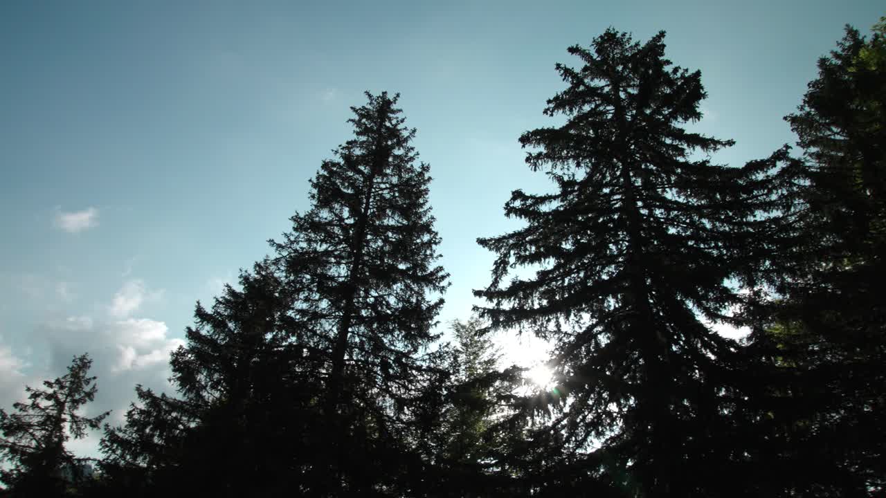 Silhouette of pine tree tops against blue sky with shining sun, pan left view