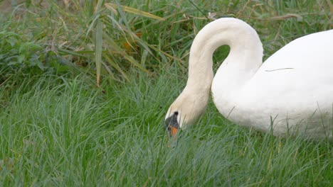 portrait of a mute swan eating green grass