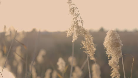 reed straws swaying in the wind at sunset - close up