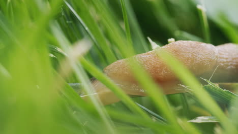 the slug crawls among the green grass