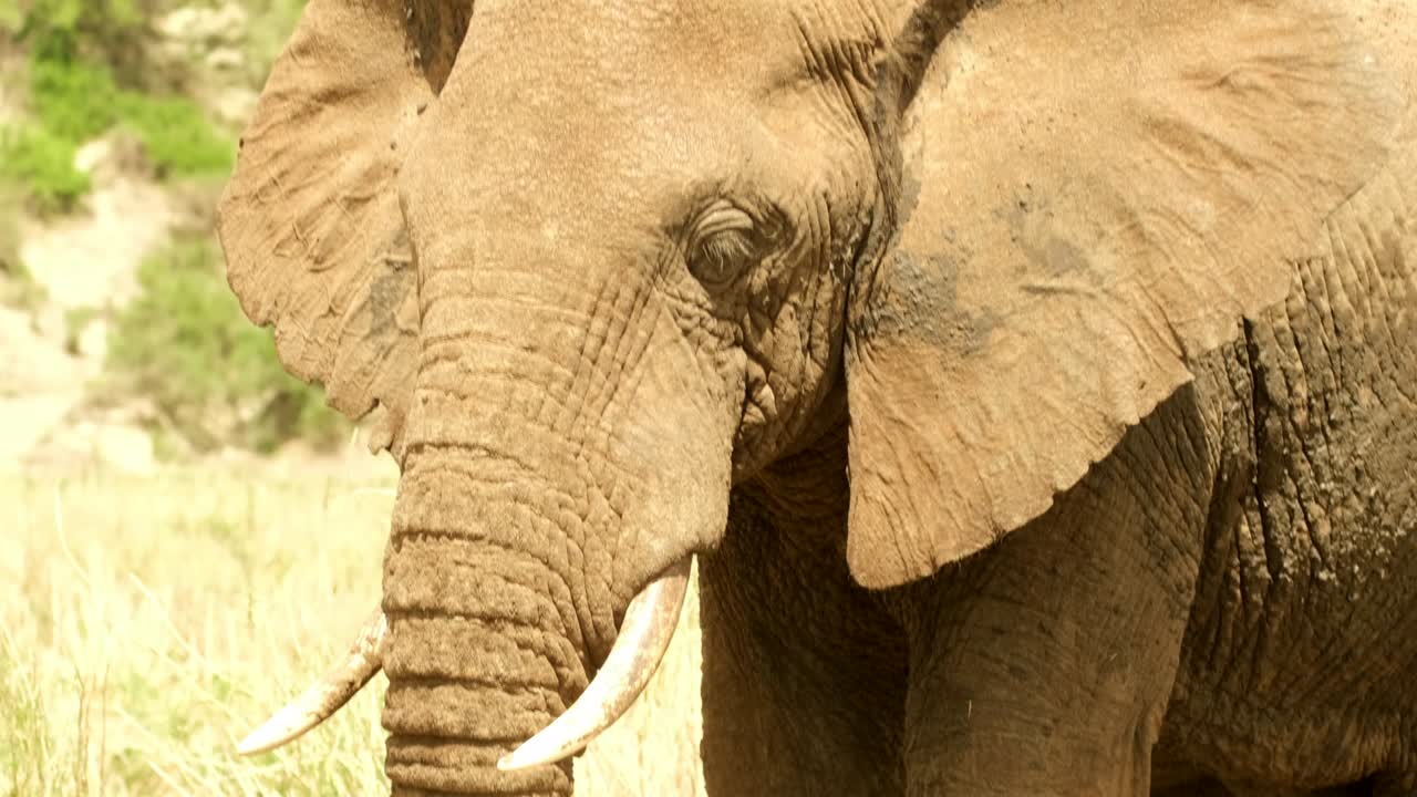 단독 코끼리가 수염으로 땅에서 견과류를 채우는 클로즈업