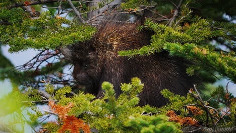 North-American-Porcupines-On-Spruce-Forest-Tree-Habitat-Near-Carcross-In-Yukon,-Canada