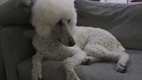 Perro-Caniche-Estándar-Blanco-Acostado-En-El-Sofá-Y-Mirando-A-La-Cámara