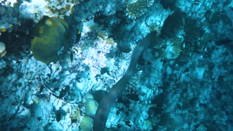 Moray-eel,-Pterois-radiata-Reef-with-a-variety-of-hard-and-soft-corals-and-tropical-fish.-Maldives-Indian-Ocean.