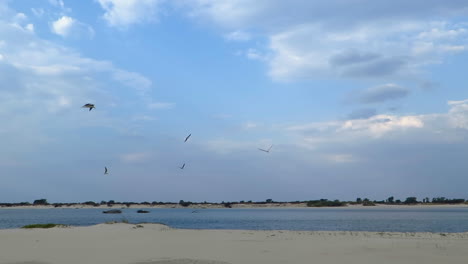 Ein-Warmer-Nachmittag-Auf-Einer-Sandbank-Am-Mächtigen-Sambesi-Fluss-In-Namibia-Mit-Afrikanischen-Skimmern,-Die-Tief-über-Der-Bar-Und-Dem-Wasser-Fliegen