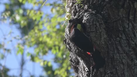 Captivating toucan in its natural habitat