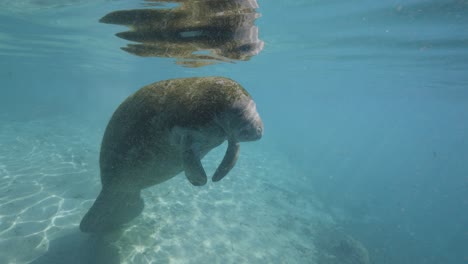 Baby-manatee-calf-relaxing-in-shallow-water