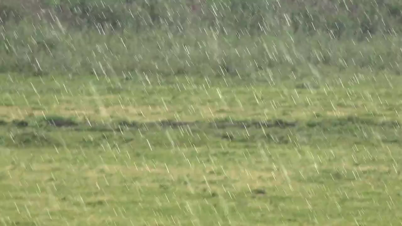 Kraftig regn falder over en grøn eng