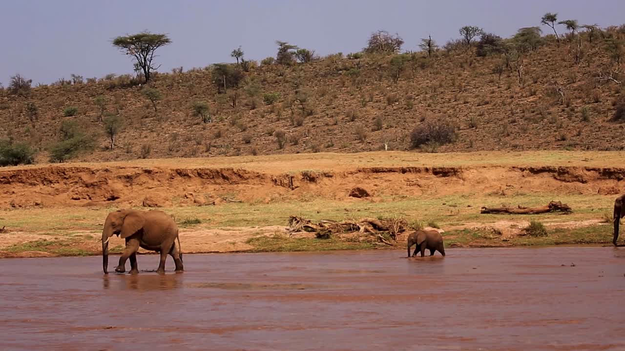 familia de elefantes africanos seguidos por un paseo de terneros a lo largo del arroyo del río en el parque nacional serengeti, kenia áfrica