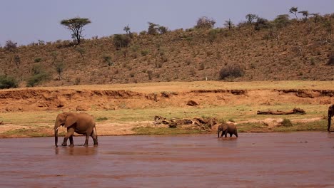 Family-of-African-elephants-followed-by-calf-walk-along-river-stream-in-Serengeti-National-Park,-Kenya-Africa