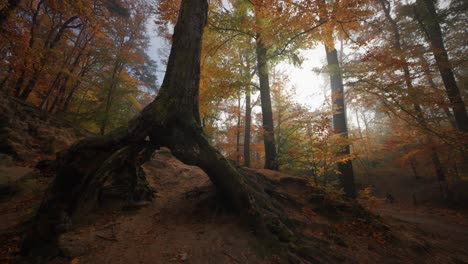 Walking-around-the-exposed-roots-of-a-dead-tree