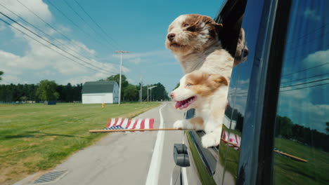 un par de perros graciosos con la bandera de los estados unidos miran por la ventana de un auto en movimiento